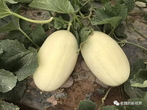 边吃边讲吃瓜,畅享美食与八卦的盛宴