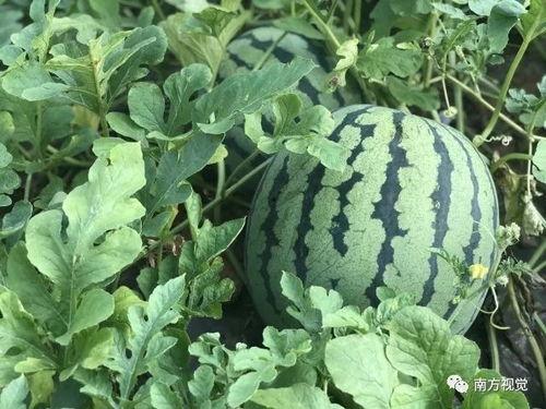 吃货小小瓜,探寻人间美味