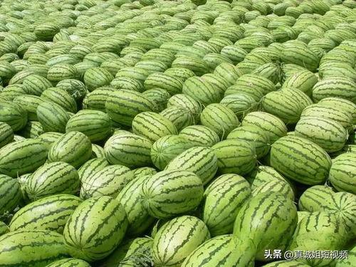 瓜贩子吃瓜,一瓜未售先尝，揭秘瓜市奇闻