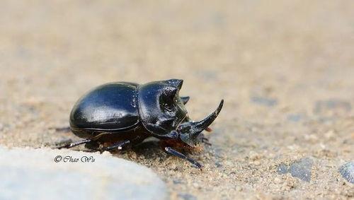 带你吃瓜甲虫图片,带你一睹“带你吃瓜甲虫”的风采