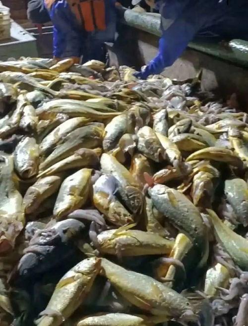 渔民吃瓜什么梗,揭秘海洋中的神秘故事