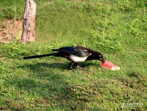 喜鹊吃瓜的寓意,寓意吉祥，传递美好祝愿