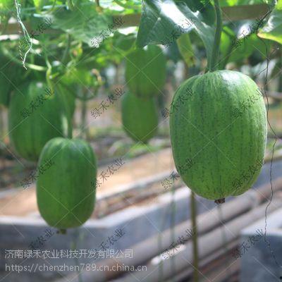 短水瓜怎么吃,轻松解锁美味新体验