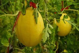 滕州吃瓜群,揭秘当地特色美食背后的故事