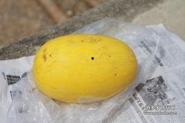 黄皮瓜可以吃吗,美味可口的天然食材，你了解多少？