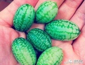 金乡吃瓜最小的瓜