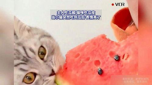 猫咪可以吃瓜了,探索瓜类美食的无限可能