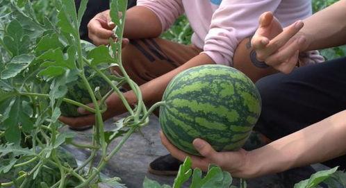 吃瓜买菜,品味生活点滴