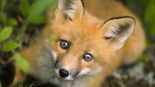 半只狐狸吃瓜,半只狐狸的瓜田奇遇记