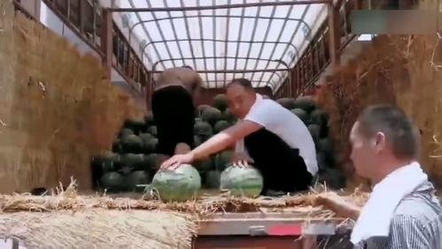 惠州吃瓜现场事件视频,一地鸡毛背后的真相揭晓