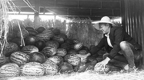 洋县吃瓜群众事迹简介,见证时代变迁的民间英雄