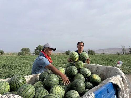 成贤吃瓜,揭秘娱乐圈幕后故事