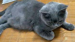 吃大瓜的猫,揭秘吃大瓜的猫的趣味生活