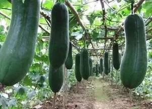 秋天应该吃秋瓜吗,秋瓜适宜还是不宜？