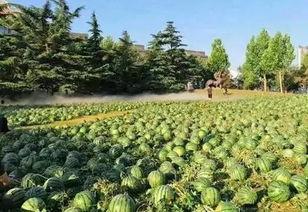 中央大学吃瓜,吃瓜群众揭秘校园热点事件