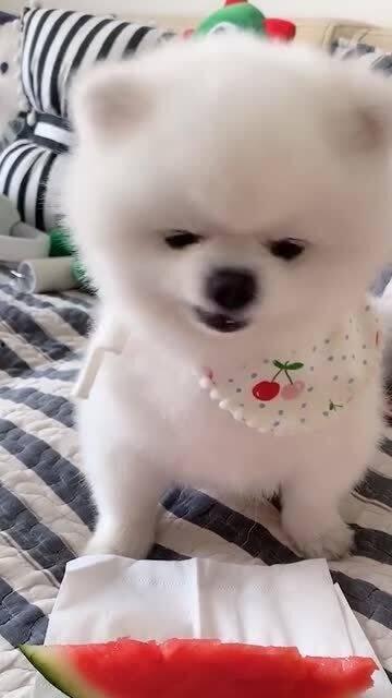 梦到喂狗吃瓜,瓜果飘香，喂狗共赏
