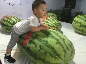 临沂兰山吃瓜事件,一场引发社会关注的网络热议