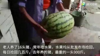 吃瓜视频是什么