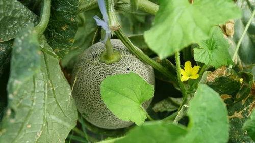 夏天你会吃瓜吗