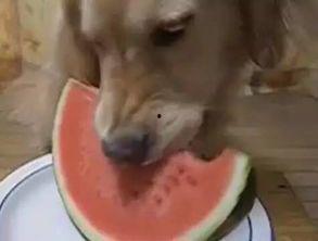 吃瓜的小汪,吃瓜小汪带你揭秘娱乐圈那些事儿