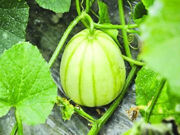 亭林雪瓜几月吃,夏季消暑佳品，尽享清凉美味时光”