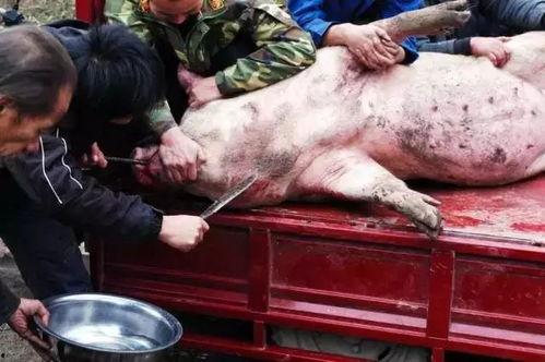 过年可以吃猪瓜,猪瓜美食大赏