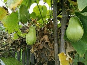 听耳朵吃瓜,揭秘娱乐圈幕后故事