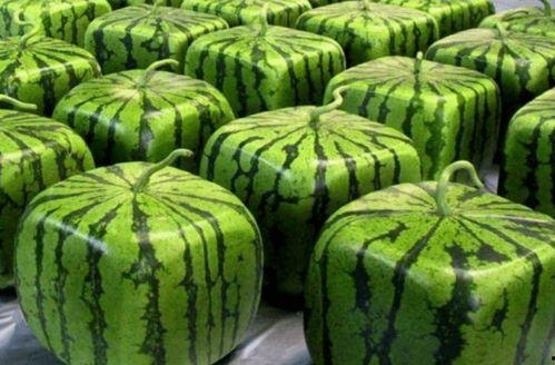 44中吃瓜,揭秘校园里的“瓜田”风云