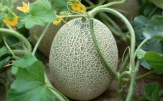 吃哈密瓜容易兴奋吗,甜蜜诱惑背后的兴奋之谜