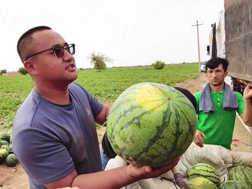 套马杆吃瓜,一场别开生面的夏日盛宴