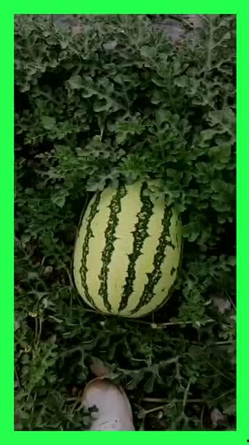 吃瓜的好地方,尽享夏日清凉时光