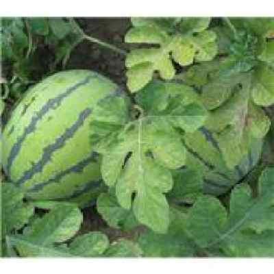 沈阳邱姐吃瓜,揭秘网络热议背后的真相