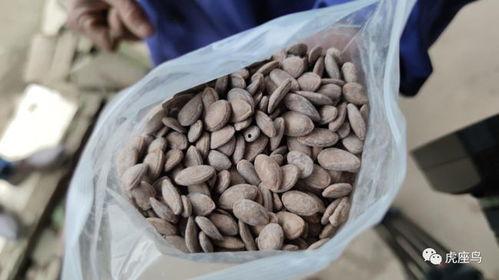 吃瓜的挣钱机,揭秘吃瓜的挣钱商机