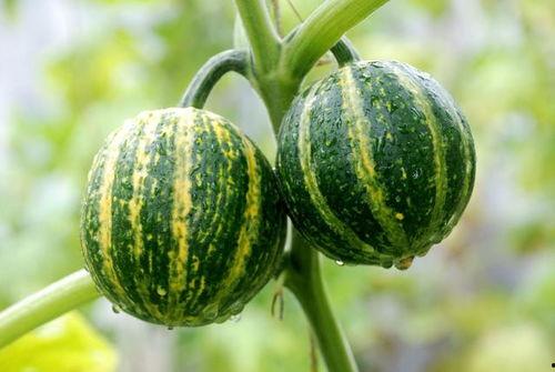 王三果品吃瓜,吃瓜群众的快乐源泉