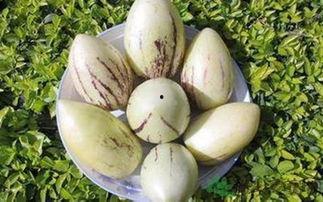 吃茄瓜,探寻家常美味新境界