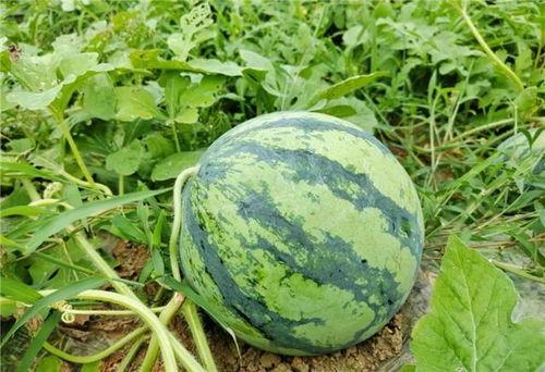 宝安区吃瓜,吃瓜群众的味蕾盛宴