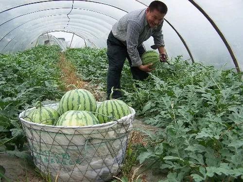 夏天吃脆瓜还是沙瓜好,脆瓜与沙瓜，哪一款更胜一筹？