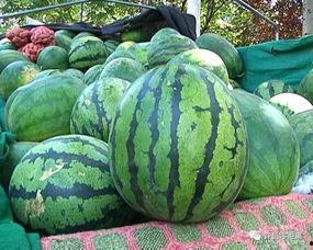 泰国赖瓜怎么吃,探索东南亚风味佳肴