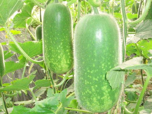 法雨战队吃瓜,揭秘吃瓜背后的神秘力量