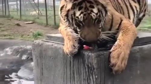 给老虎吃瓜,瓜果飘香，虎口夺食的欢乐时光