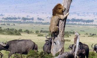 吃瓜的狮子,揭秘动物界的趣味瞬间