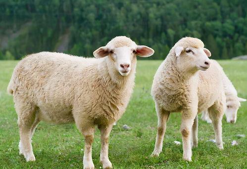 羊吃蜜瓜喂羊视频