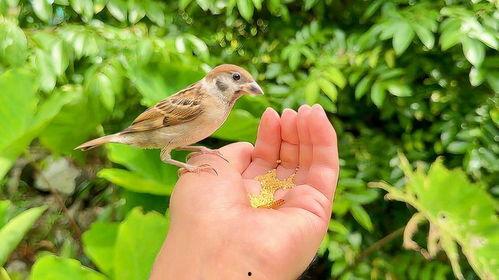 小麻雀会吃瓜吗