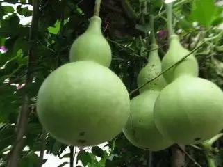 吃葫芦瓜的感觉