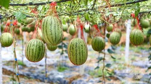 大盛村吃瓜,一场别开生面的吃瓜盛宴