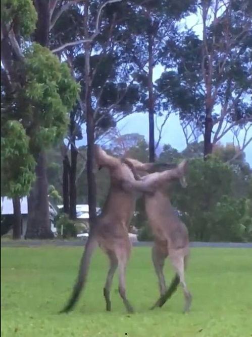 袋鼠打架吃瓜图片,围观群众笑翻吃瓜现场